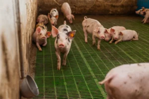 Mehrere Ferkel in einem Stall mit grünem Spaltenboden. Einige Tiere stehen, andere liegen, zwei Ferkel blicken direkt in die Kamera. Die Ferkel tragen gelbe Ohrmarken.