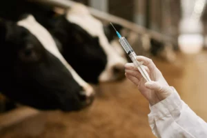 Tierarzt oder Tierärztin hält eine Spritze mit Medikament oder Impfstoff, im Hintergrund unscharf mehrere schwarz-weiße Milchkühe im Stall.