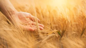 Hand mit Samen in Weizenfeld
