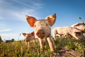 Schweine auf einer Wiese im Freien