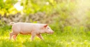 Schwein läuft fröhlich im Gras.