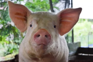 Nahaufnahme eines Schweins auf dem Bauernhof