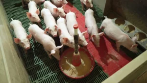 Ferkel in einem Stall mit Futter