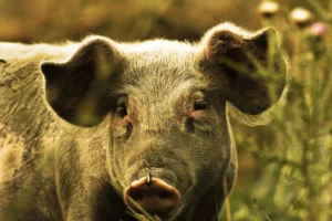Nahaufnahme eines Schweins im Gras