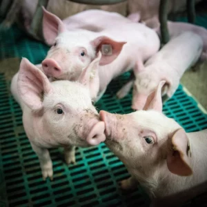 Gruppe von kleinen Schweinen im Stall