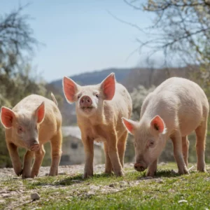 a group of pigs on grass