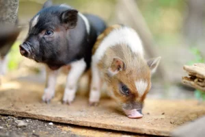 Zwei kleine, süße Ferkel spielen.