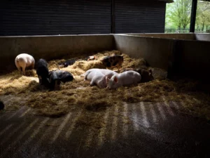 Nutztierarzt schweine