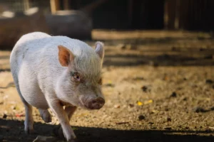 Kleines weißes Schwein läuft herum.