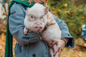 Mädchen hält ein Mini-Schweinchen