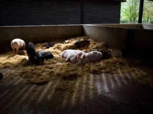 Schweine schlafen auf Heuhaufen.