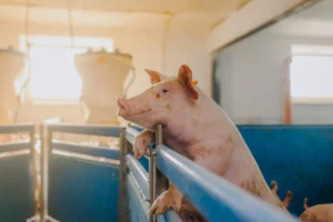 Schweine in einem Stall bei Sonnenlicht.