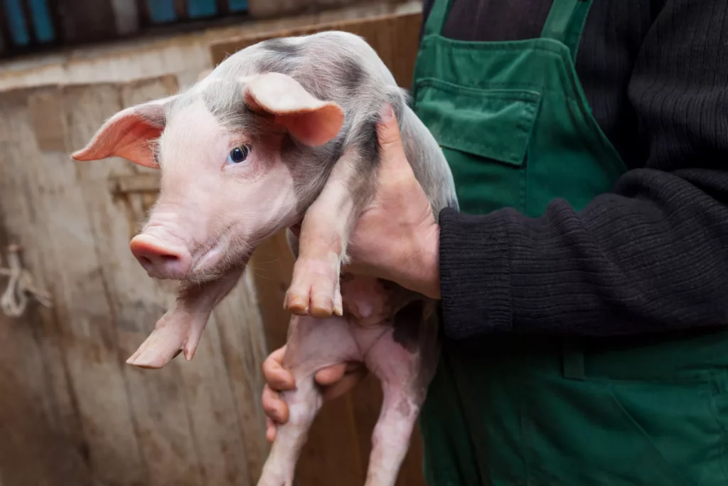 young piglet on hands 2026 01 06 10 42 03 utc