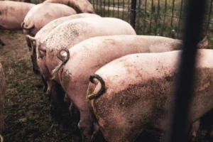 pig on the farm bad conditions pets 2026 01 06 00 49 55 utc