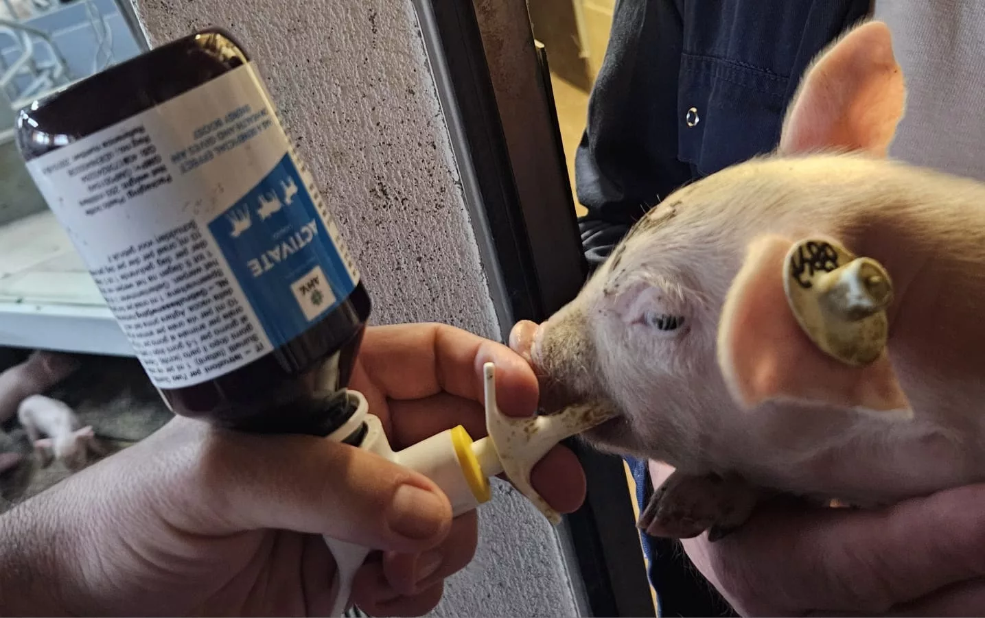 Piglet Activate