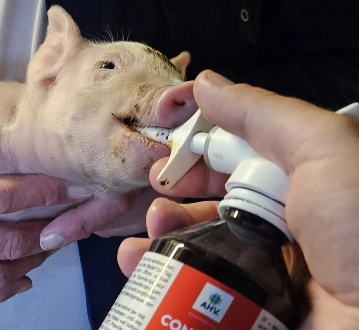 Piglet Control