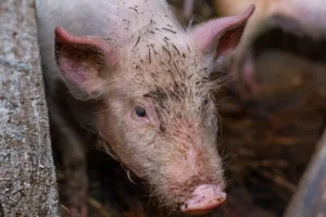 Jungschwein im Stall – Afrikanische Schweinepest und Biosicherheit