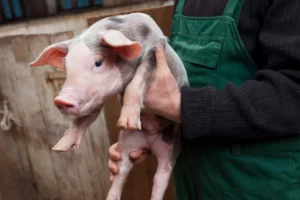 piglet being held by person in green overalls 2026 03 16 04 30 17 utc