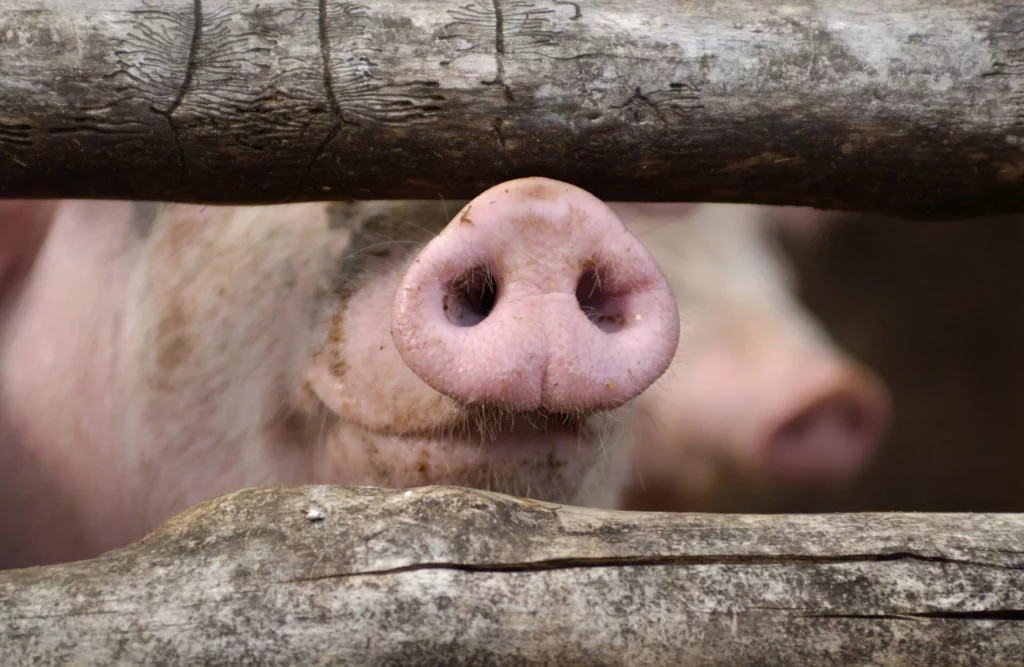 up close with curious pig snout in barnyard 2026 03 24 09 05 16 utc