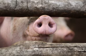 up close with curious pig snout in barnyard 2026 03 24 09 05 16 utc
