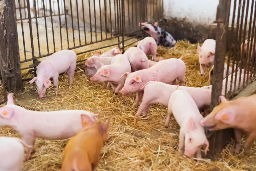 young piglets in agricultural livestock farm 2026 03 09 23 12 40 utc