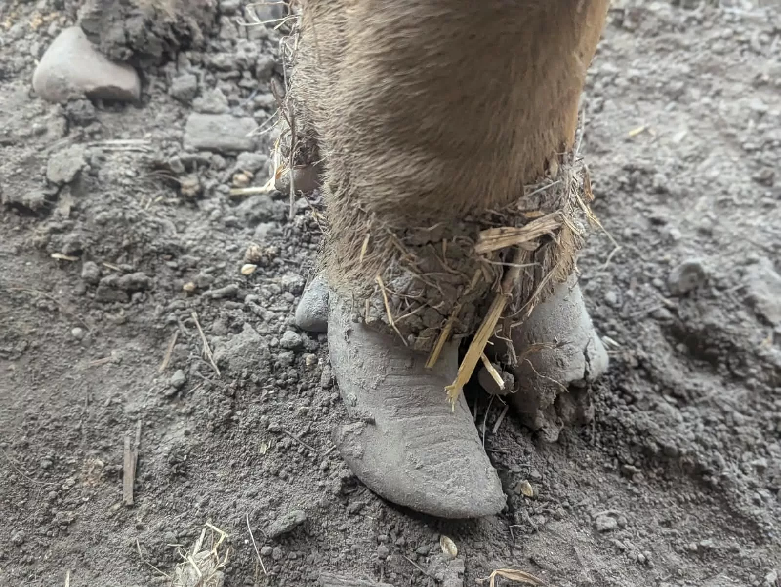 Klauenspitzenabbruch beim Schwein