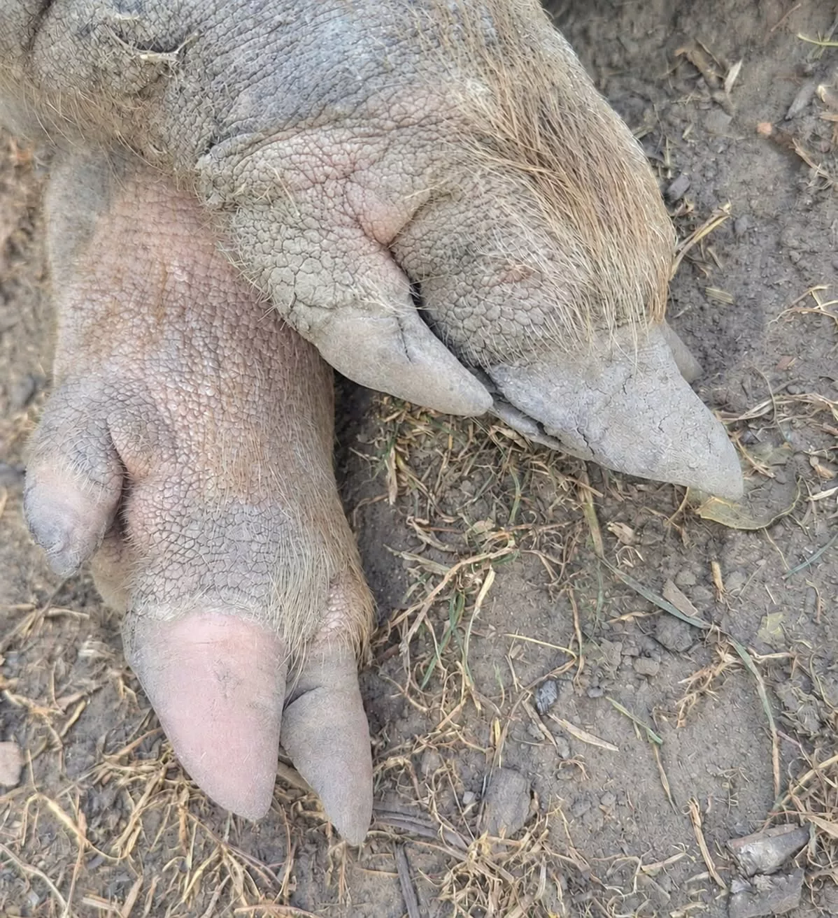 Klaueneinrisse beim Schwein