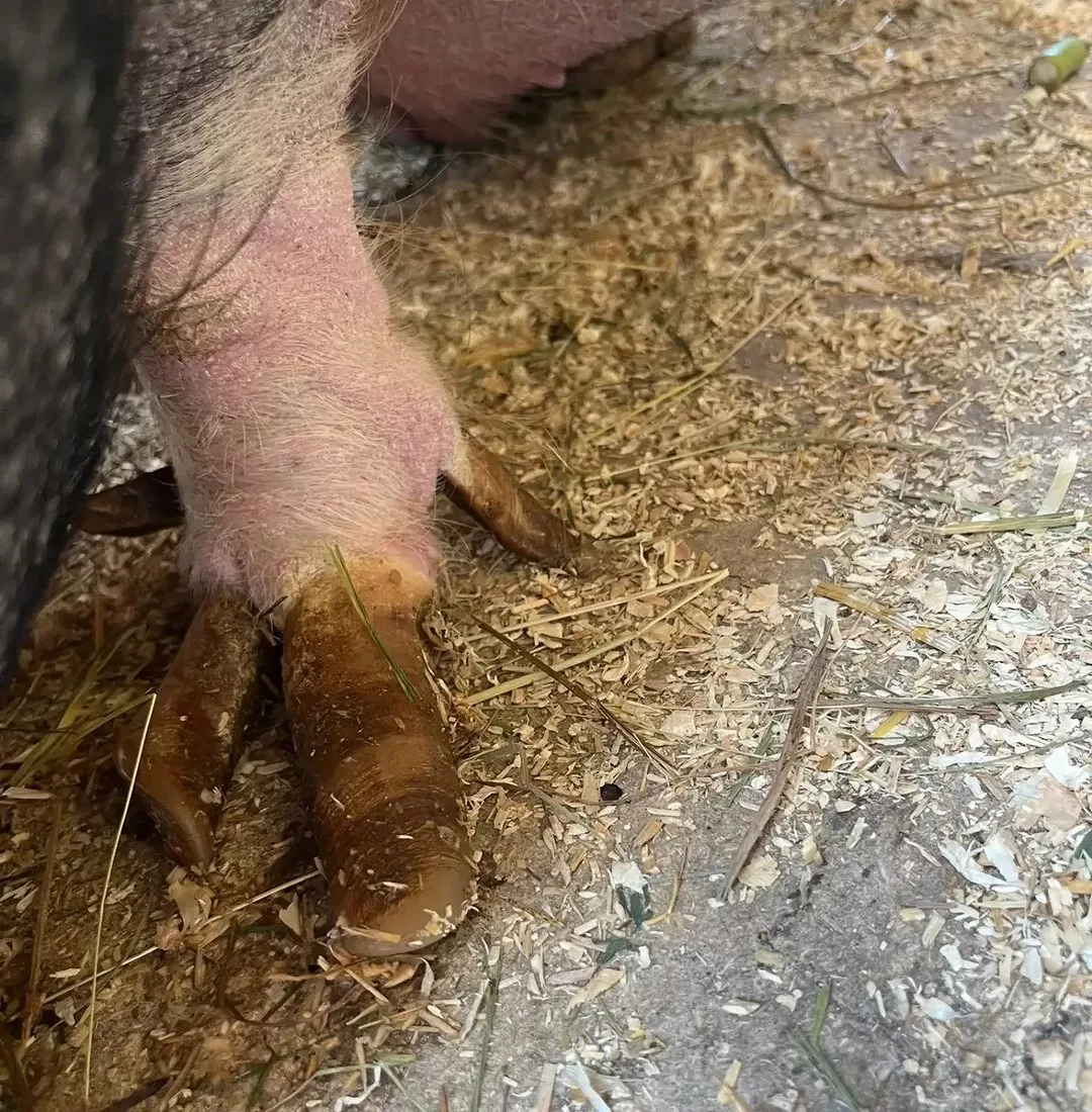 Überlange Klauen beim Schwein