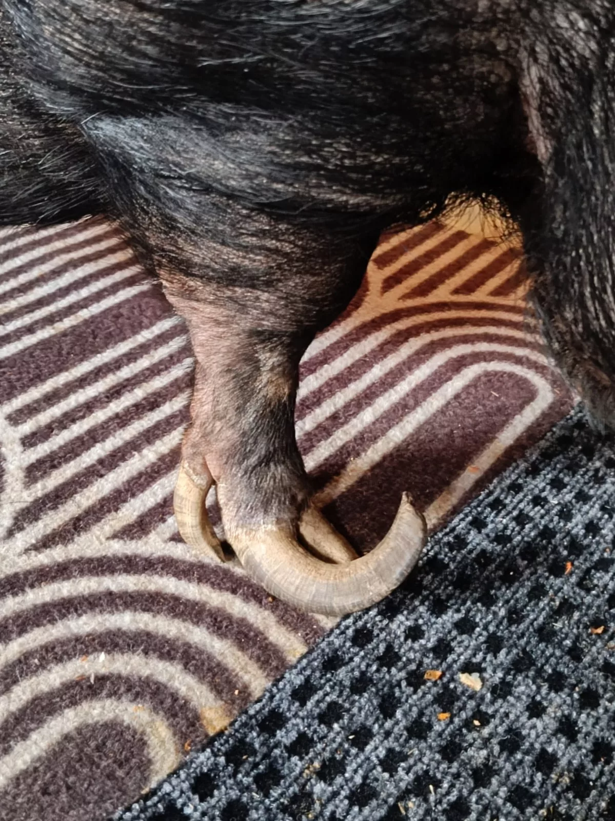 Schnabelklauen beim Schwein