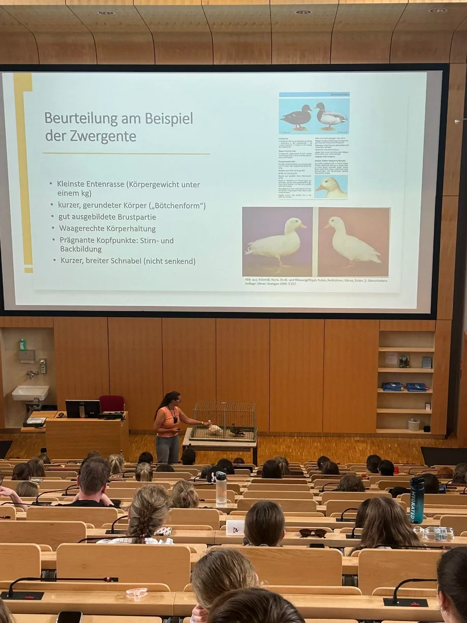 Vortragsfolie zur Rassebeurteilung am Beispiel der Zwergente